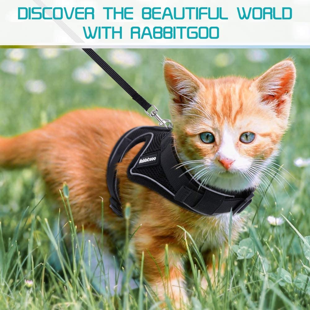 How To Put A Rabbitgoo Harness On A Cat At Janette Bowden Blog